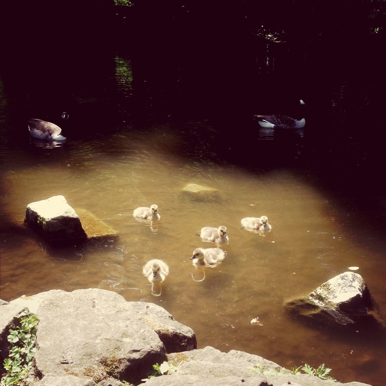 animal themes, water, bird, animals in the wild, wildlife, nature, rock - object, high angle view, beauty in nature, tranquility, outdoors, day, no people, lake, sunlight, tranquil scene, swimming, rock, stone - object