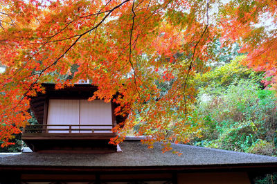 Trees by autumn leaves