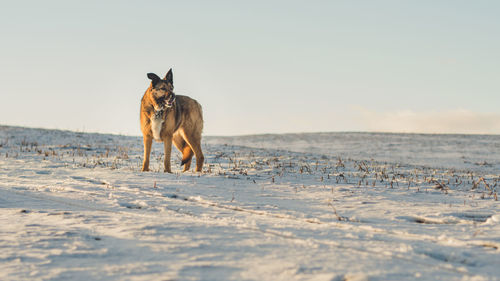 Dog standing on snow covered land