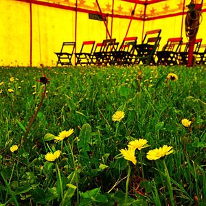 Plants growing on grassy field