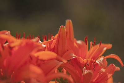 Close-up of day lily blooming outdoors