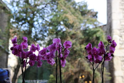 Close-up of pink flowering plant in park