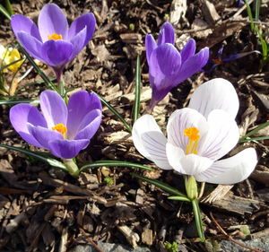 Close-up of purple crocus flowers