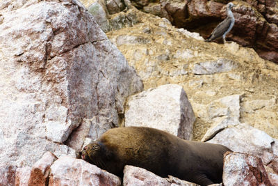 Seal relaxing on rock