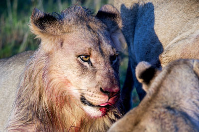 Close-up of lions