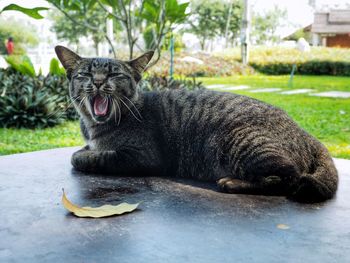 Close-up of cat yawning