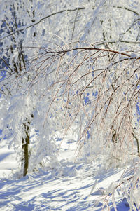 Snow covered land and trees