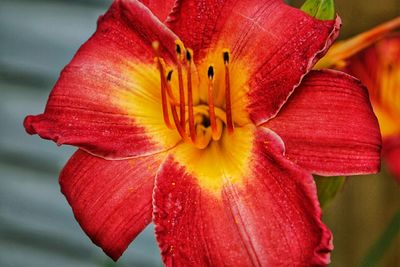 Close-up of red flower