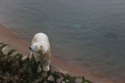 High angle view of sheep in lake