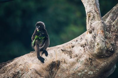 Monkey in relaxing on tree