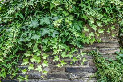 Ivy growing on wall