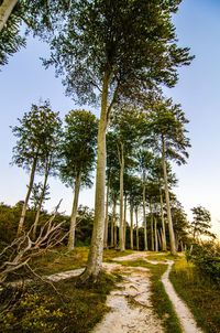 Trees growing in forest against sky