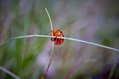 Close-up of giant bamboo ladybird on host plant