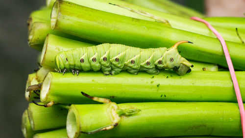 Worm eating vegetable