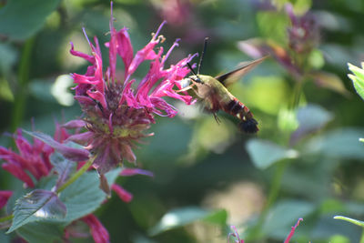 Close-up of moth pollinating on pink flower