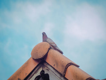 Low angle view of bird perching against sky