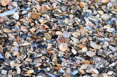 High angle view of shells on pebbles