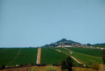 Scenic view of agricultural field against clear blue sky