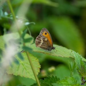 Close-up of butterfly on leaf