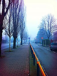 Road passing through bare trees