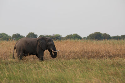 Elephant in a field