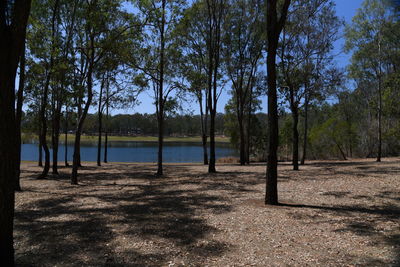 Scenic view of lake in forest against sky