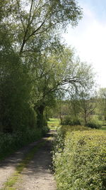 Road amidst trees and plants against sky