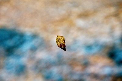 Close-up of butterfly against sky