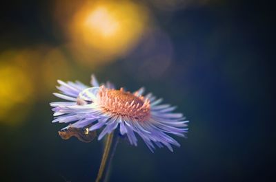 Close-up of purple flower