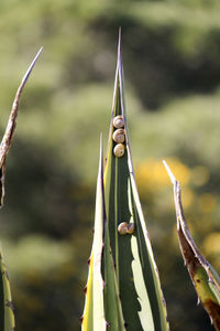 Close-up of a plant