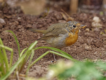 Close-up of a bird perching on a field