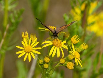 Close-up of butterfly pollinating on yellow flower