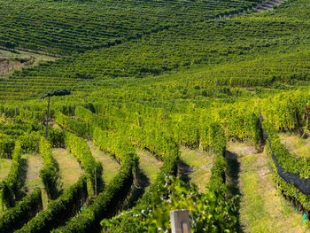 High angle view of vineyard