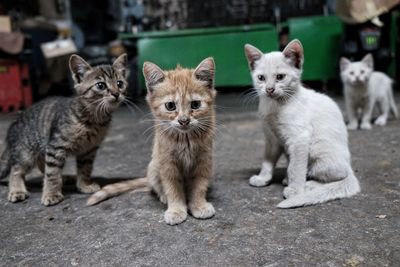 Kittens in back yard