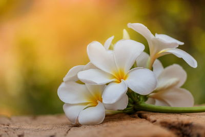 Close-up of white flowering plant