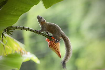 Close-up of squirrel on tree