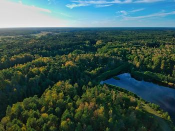 Scenic view of forest against sky