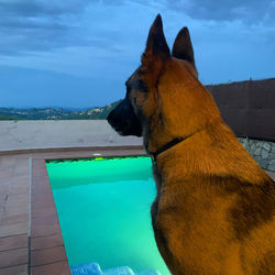 Dog relaxing in swimming pool against sky