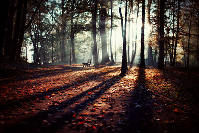 Trees growing in forest during autumn