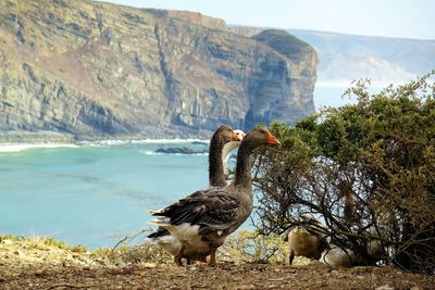 View of ducks on rock by lake