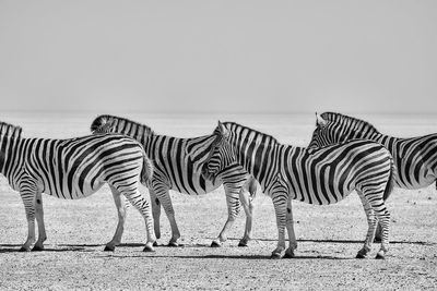 Zebra zebras