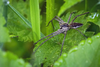 Close-up of insect on leaf