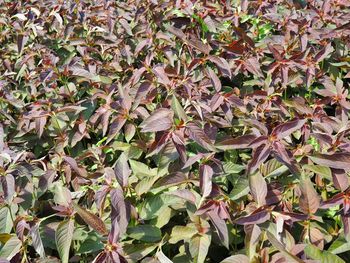 Full frame shot of dry leaves on field