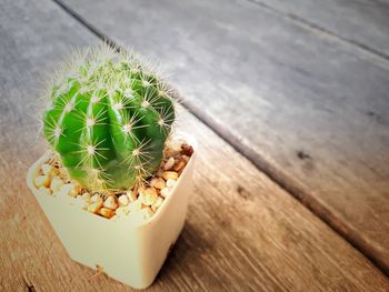 High angle view of succulent plant on table