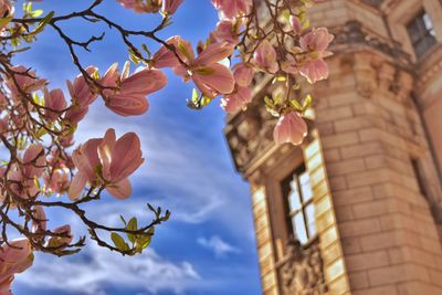 Low angle view of flower tree against sky