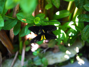 Close-up of butterfly pollinating flower