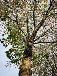 Low angle view of flowering tree against sky