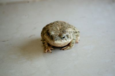 Close-up of toad on floor