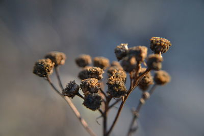 Close-up of wilted plant