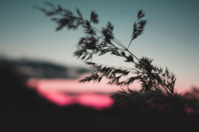 Close-up of silhouette plant against sky at sunset